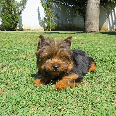 Home-Trained Yorkie Puppies For Sale
