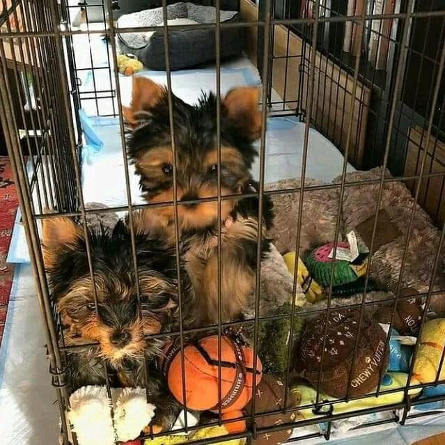 Healthy Yorkie Puppies For Sale