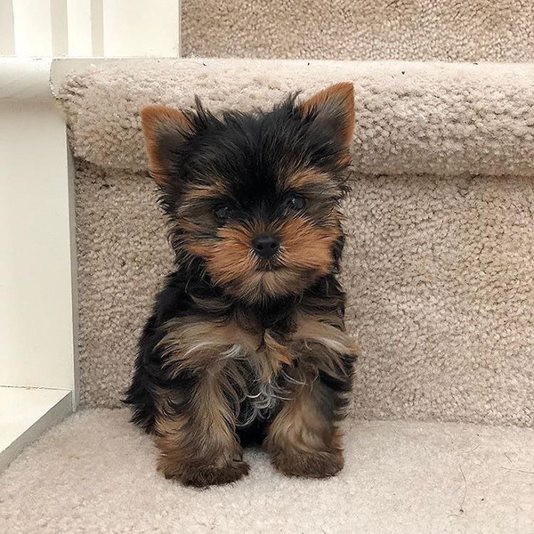 Registered Yorkie Puppies For Sale
