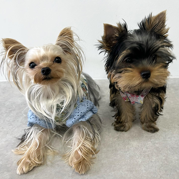 Affectionate Yorkie Puppies For Sale